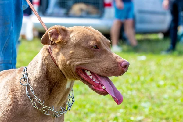 Amerikansk Pitbull Terrier Koppel När Går Parken — Stockfoto