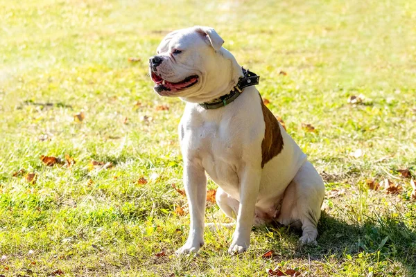 DoDog breed American Bulldog close up in the park in sunny weather. Portrait of a dog breed American Bulldog close up on a leash in sunny weather. Portrait of a dog