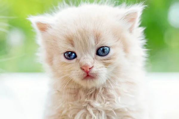背景がぼやけている庭に薄毛のかわいい子猫 子猫の肖像画 — ストック写真