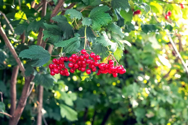 Röda Bär Viburnum Trädgården Ett Träd — Stockfoto