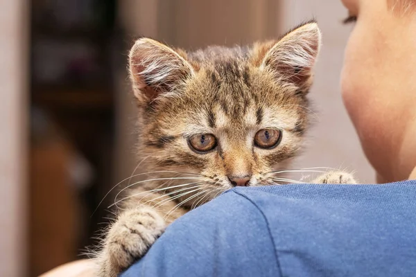 Oğlanın elinde çizgili şirin bir kedi yavrusu var. Çocuğun elinde şirin çizgili bir kedi yavrusu var.