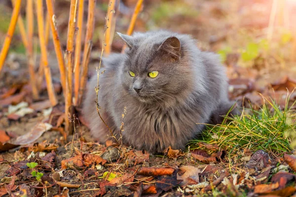 가을에는 라즈베리 정원에 고양이 — 스톡 사진
