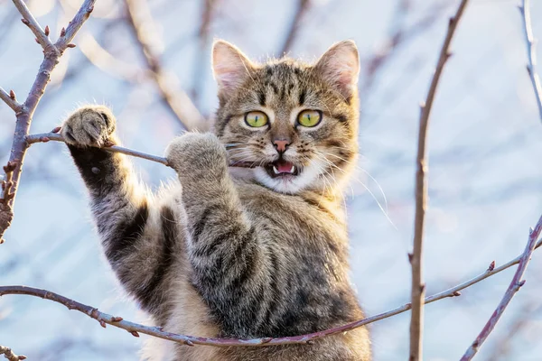 木の上の庭の若い猫は枝を無視します — ストック写真