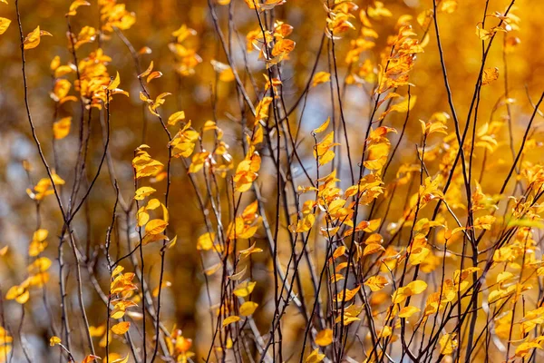 Autumn Background Yellow Leaves Tree — Stock Photo, Image