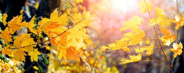Jesienny Las Żółtym Klonem Liście Drzewie Słonecznej Pogodzie — Zdjęcie stockowe