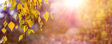 Sonbahar ormanındaki bir ağaçtaki renkli huş yaprakları bulanık bir zemin üzerinde