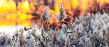 Nehir kıyısında sazlıklar ve uzakta renkli ağaçlar olan ormanın sonbahar manzarası
