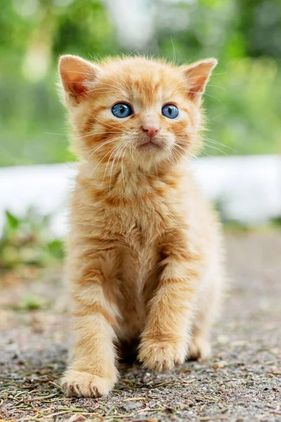路地の庭で気配りのある小さな赤い子猫 — ストック写真