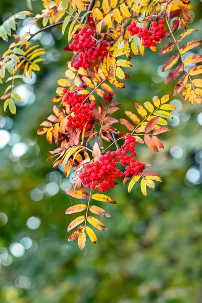 Vogelbeerzweige Mit Roten Beeren Und Gelben Blättern Herbst — Stockfoto