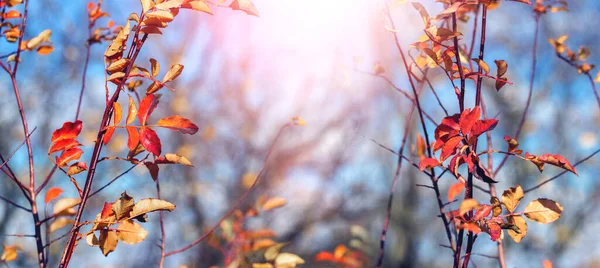 天気の良い日には 若い木にカラフルな秋の葉 秋の背景 — ストック写真