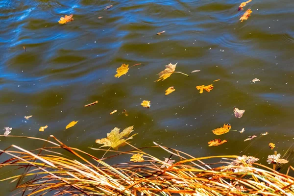 Folhas Outono Amarelas Flutuam Água Escura Rio — Fotografia de Stock