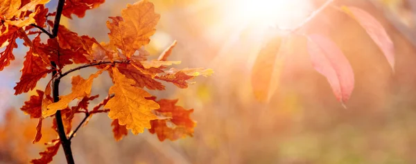 Arancione Foglie Quercia Secca Nella Foresta Albero Tempo Soleggiato Sfondo — Foto Stock
