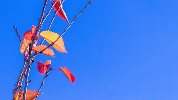 天気の良い日は青空を背景に紅葉がカラフルな秋の背景 — ストック写真