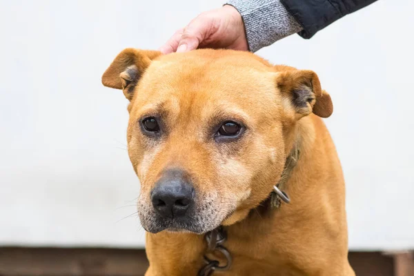 Woman holding a dog by the collar, portrait of a dog breed pit bull terrier