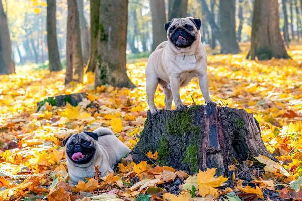Two pug dogs in the autumn park near the old stump and yellow fallen leaves