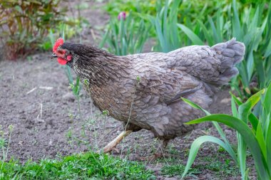 Gri bir tavuk yeşilliklerin arasında çiftlik bahçesinde yürüyor.