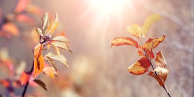 Güneşli bir havada arka planda renkli kuru yapraklara sahip elma ağacı dalı
