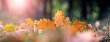 Gün batımında ormanda kuru meşe yaprakları, panorama