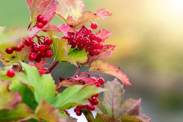 Viburnum Keř Červenými Bobulemi Podzim Slunečného Počasí — Stock fotografie