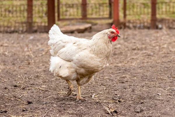 White chicken on a farm near the fence