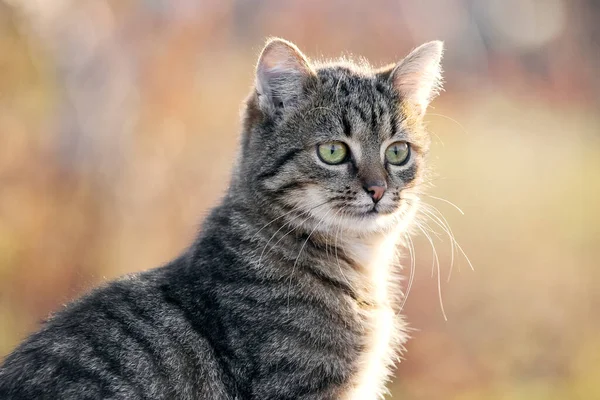 Mladá Pruhovaná Kočka Pohledem Zblízka Zahradě Rozmazaném Pozadí — Stock fotografie
