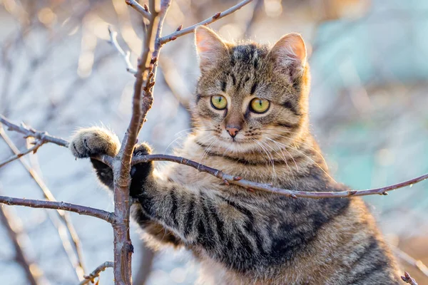 Gato Bonito Tabby Jardim Uma Árvore — Fotografia de Stock