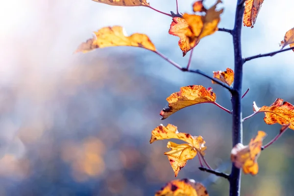 Folhas Outono Uma Árvore Maçã Tempo Ensolarado Fundo Turvo — Fotografia de Stock