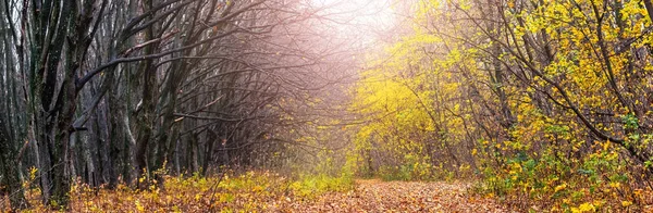 Осенний Лес Желтыми Листьями Деревьях Голыми Деревьями Солнечную Погоду — стоковое фото