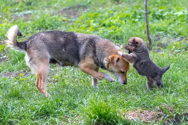 Pequeño Cachorro Está Jugando Junto Madre Jardín Hierba — Foto de Stock