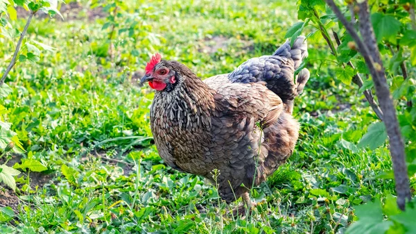 Egy Fekete Változatos Csirke Sétál Tanyasi Kertben Zöld Füvön — Stock Fotó