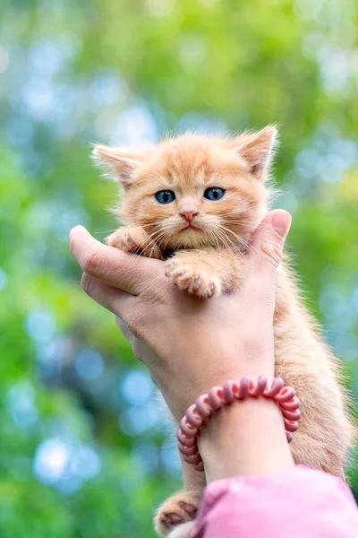 Menina Segurava Gatinho Vermelho Bonito Gatinho Irritado Descontente Nas Mãos — Fotografia de Stock