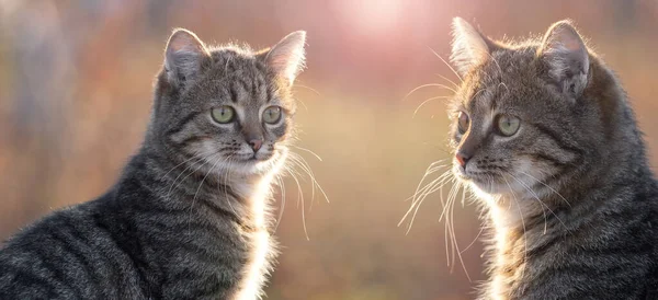 Dois Gatos Tabby Uns Contra Outros Fundo Embaçado Tempo Ensolarado — Fotografia de Stock