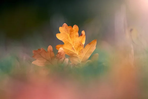 Dry Autumn Oak Leaves Forest Ground Blurred Background — Stockfoto