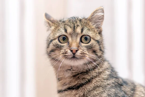 Cute Tabby Cat Big Eyes Light Blurred Background — Stok fotoğraf