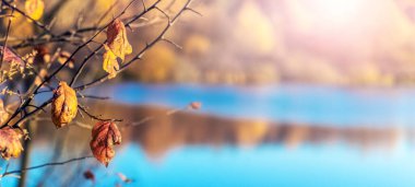 Tree branch with dry autumn leaves near the river in sunny weather. Forest near the river
