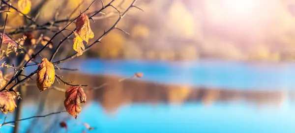 Tree branch with dry autumn leaves near the river in sunny weather. Forest near the river