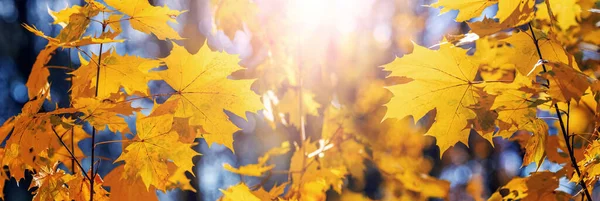 Autumn Forest Yellow Maple Leaves Trees Sunny Weather Panorama Golden — Stock Photo, Image