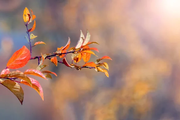 Colorful Autumn Leaves Tree Branch Blurred Background Autumn Leaves — ストック写真