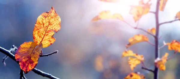 Gele Herfstbladeren Takken Van Een Appelboom Tuin Bij Zonnig Weer — Stockfoto