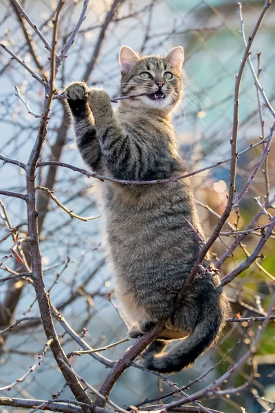 Jeune Chat Dans Jardin Sur Arbre Ronge Une Branche — Photo
