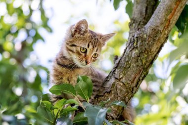 Küçük sevimli bir tekir kedi yavrusu ağaçta oturur ve aşağı bakar.