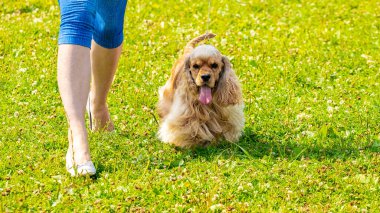 Amerikalı Cocker Spaniel köpeği parkta yürürken metresinin yanında.