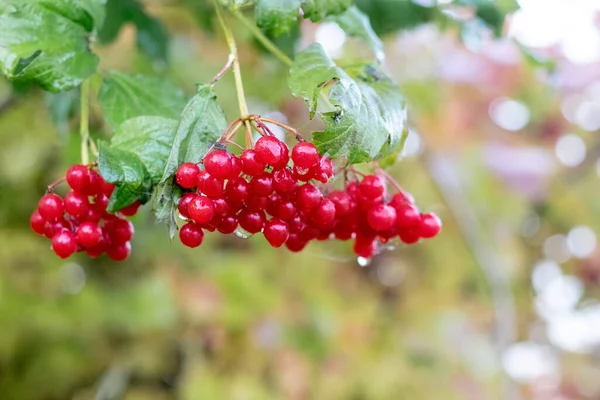 Červené Viburnum Bobule Kapkami Deště Keři Rozmazaném Pozadí — Stock fotografie