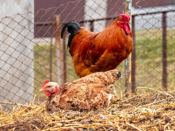 Rooster and chicken on a farm near a metal fence. Breeding chickens