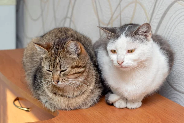 Две Кошки Сидят Комнате Комоде — стоковое фото