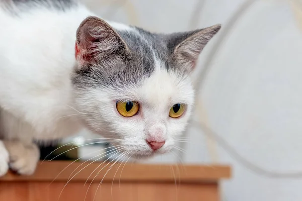 White Spotted Cat Room Dresser Carefully Watching Something — Stock Photo, Image