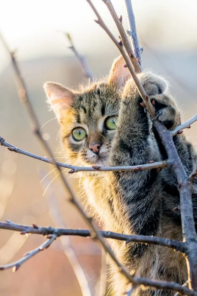 Little Cute Tabby Kitten Tree Holding Branch —  Fotos de Stock