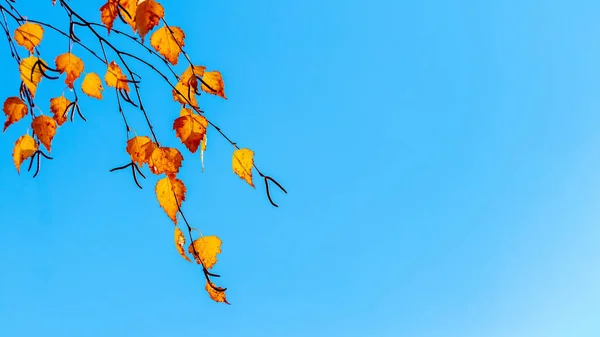 Yellow Orange Birch Leaves Blue Sky Copy Space — 图库照片