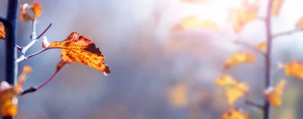 Herfst Achtergrond Met Herfstbladeren Van Een Appelboom Bij Zonnig Weer — Stockfoto