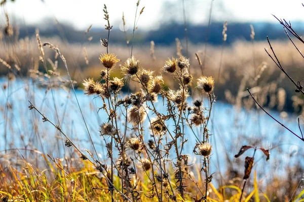 Hösten Landskap Med Snår Torrt Gräs Och Ogräs Stranden Sjö — Stockfoto